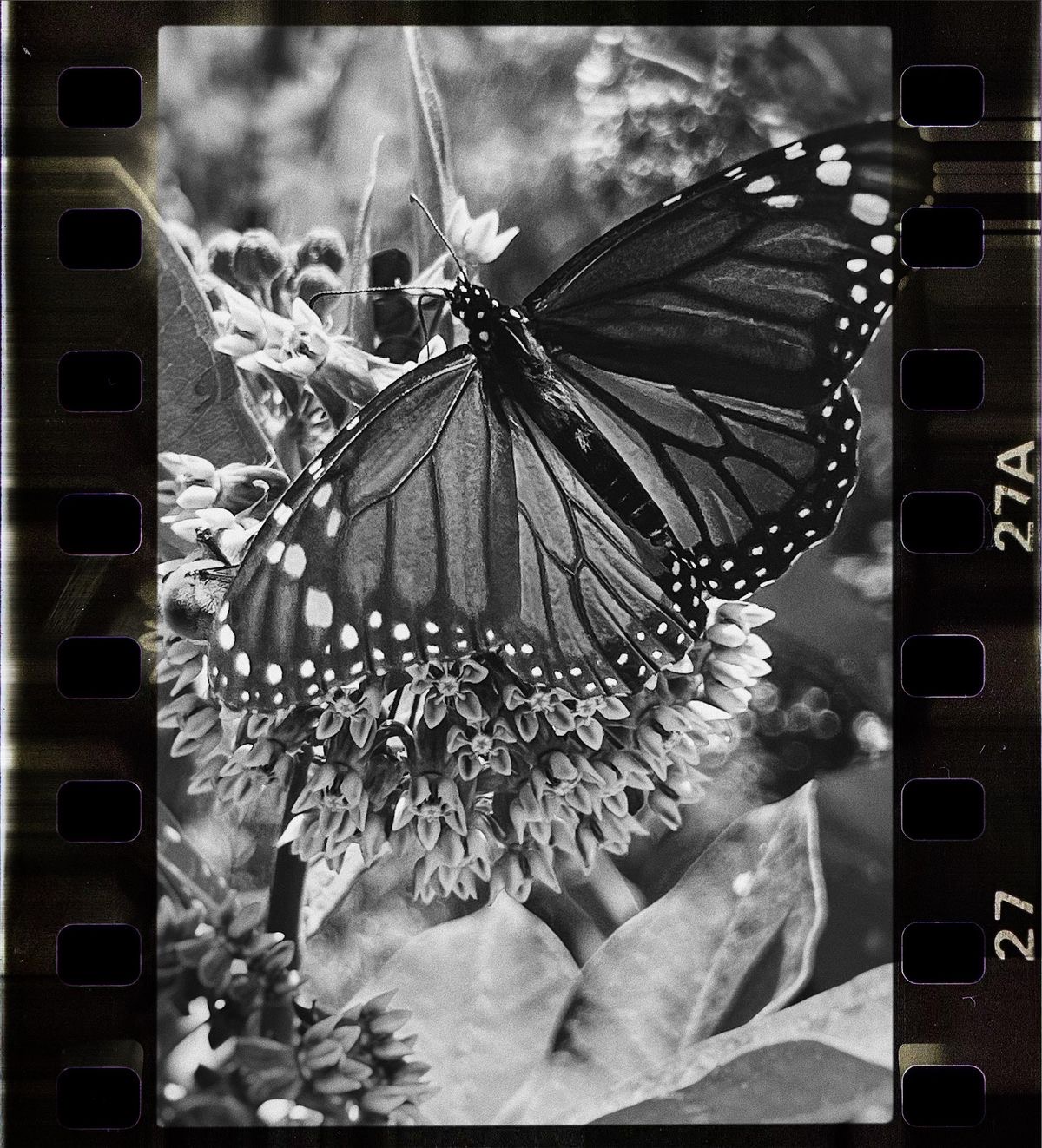 black and white photo of monarch butterfly