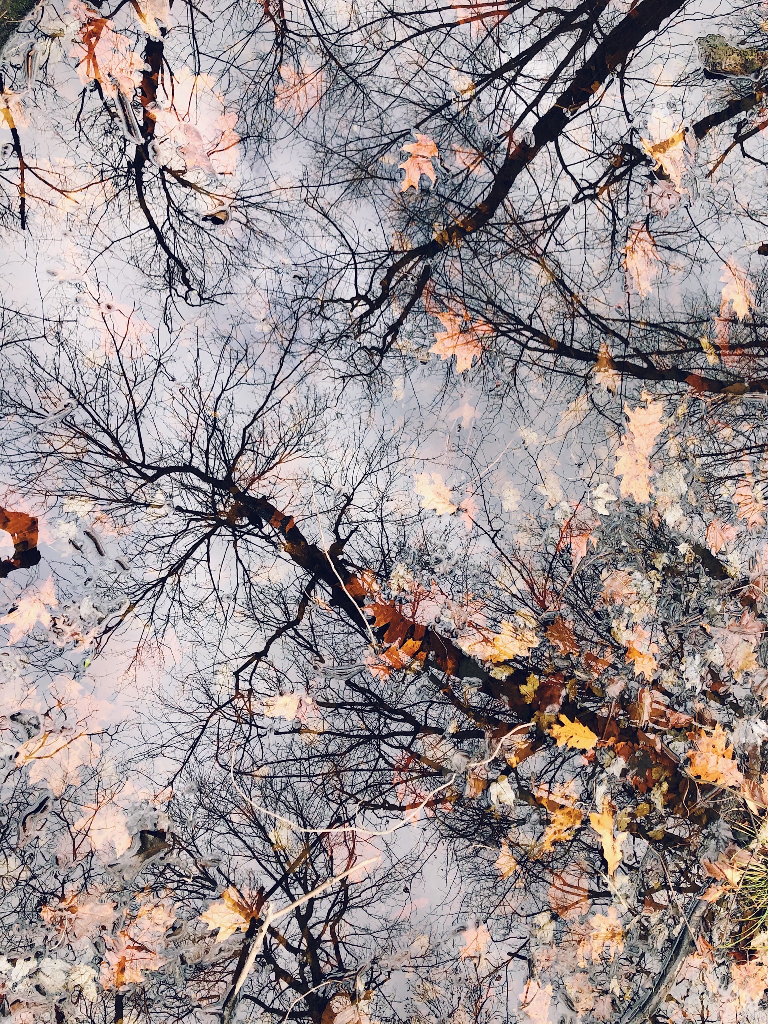 photo of trees and leaves reflected in water